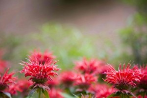 Bee Balm copy