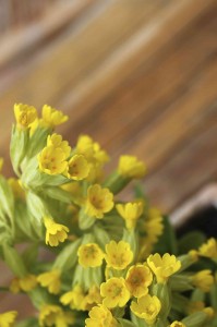 Cowslip copy
