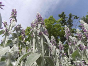 Lamb's Ear copy