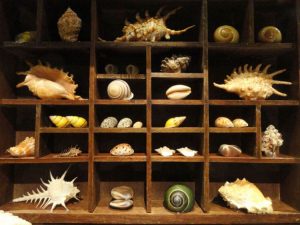 shelves with sea shells