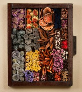 Display full of mushrooms, seeds, and flowers