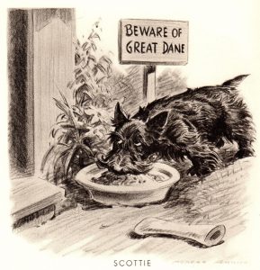 This black and white vintage print depicts a Scottie dog drinking from a bowl beneath a sign that says "Beware of Great Dane".