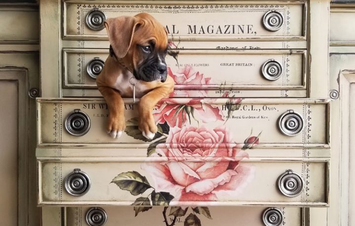 Off-white and floral dresser with a puppy resting in an open drawer.