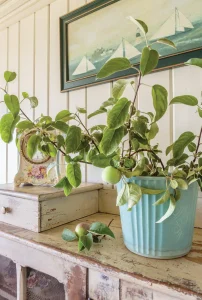 nautical painting and light blue plant pott on vintage furniture in cottage by the bay