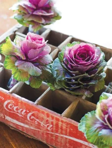 vintage wooden Coca Cola crate repurposed as planter